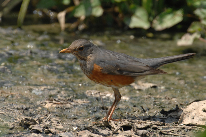 Grey-backed Thrush