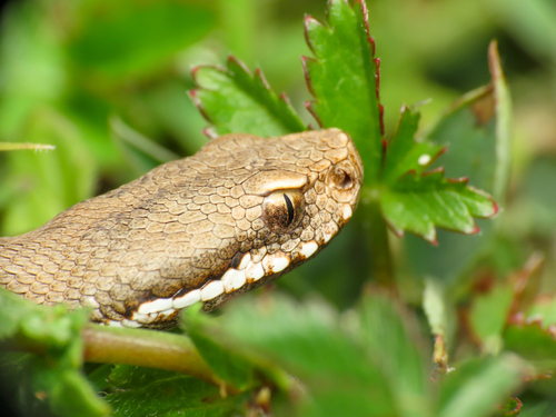 Vipera comune