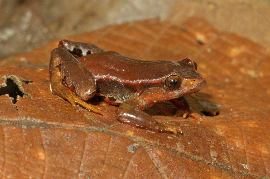 San Andre Rapids Frog