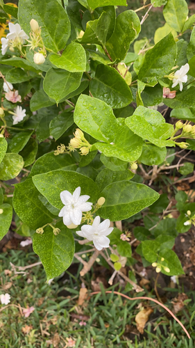 Jasminum sambac, 2023-05-10