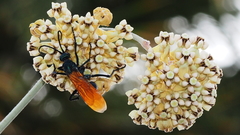 Pepsis pallidolimbata