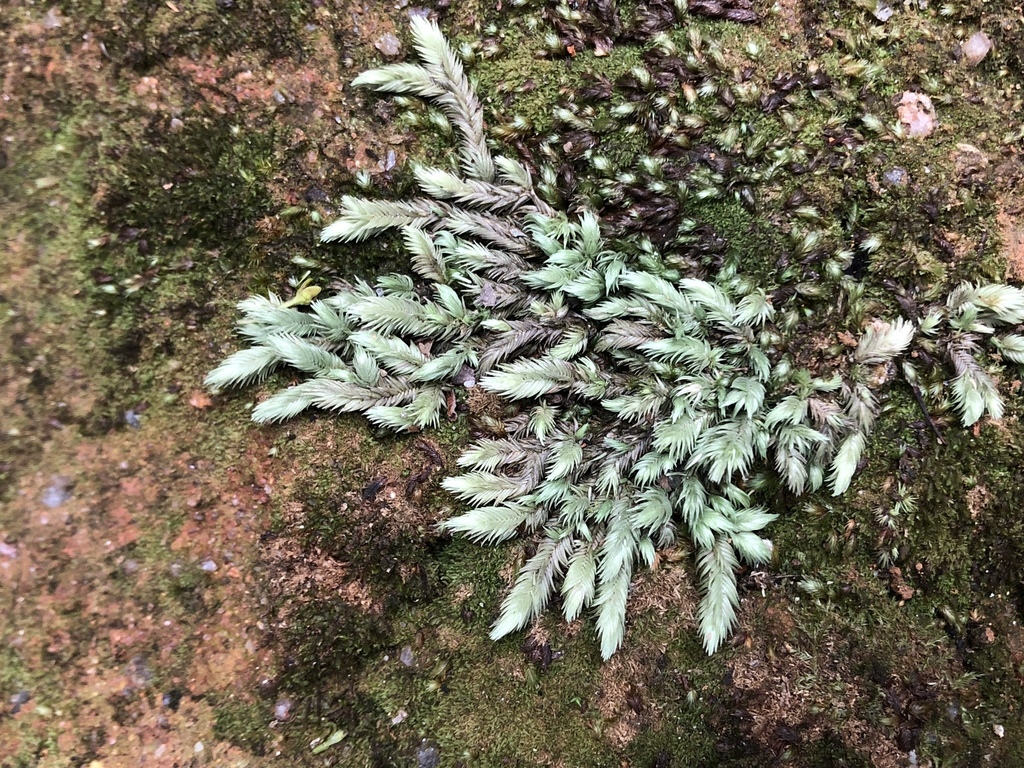 Leucobryum aduncum