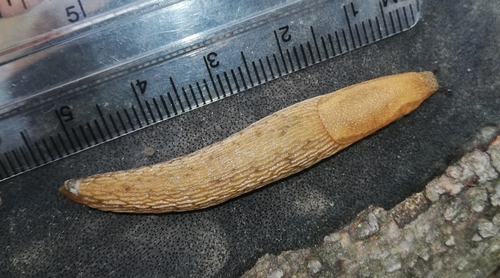 Northern Dusky Slug