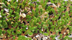 Selaginella eremophila