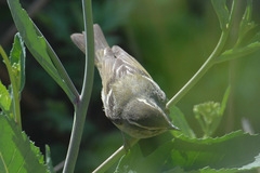 Phylloscopus inornatus