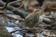 Phylloscopus inornatus