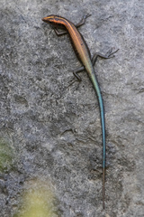 Emoia cyanura