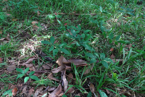 Hevea brasiliensis, 2023-01-15