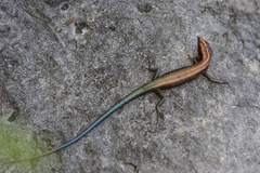 Emoia cyanura