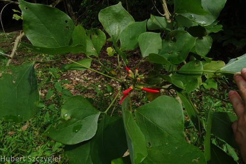 Erythrina guatemalensis