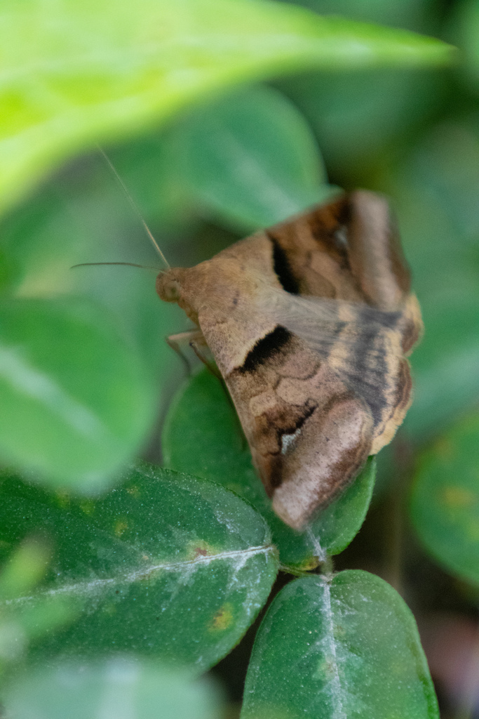 Triple-barred