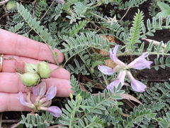Astragalus plattensis