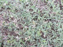 Astragalus plattensis