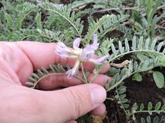 Astragalus plattensis
