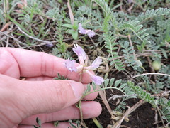 Astragalus plattensis