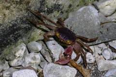 Geograpsus grayi