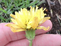 Pyrrhopappus grandiflorus
