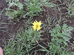 Pyrrhopappus grandiflorus