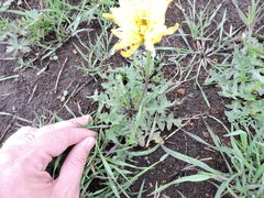 Pyrrhopappus grandiflorus