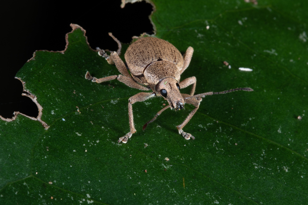Elytrurus niuei