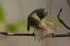 Phylloscopus inornatus