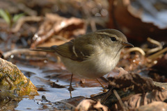 Phylloscopus inornatus