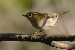 Phylloscopus inornatus