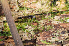 Odontomachus simillimus