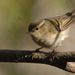 Yellow-browed Warbler - Photo (c) Kim, Hyun-tae, some rights reserved (CC BY), uploaded by Kim, Hyun-tae