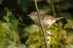 Phylloscopus inornatus
