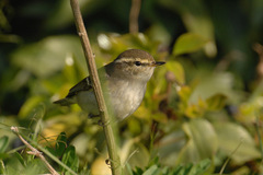 Phylloscopus inornatus