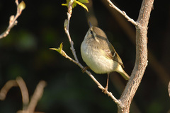 Phylloscopus inornatus