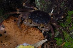 Geograpsus grayi