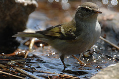 Phylloscopus inornatus
