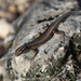 Emoia cyanura - Photo (c) Shaun Lee,  זכויות יוצרים חלקיות (CC BY), הועלה על ידי Shaun Lee