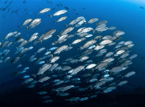 Bigeye Trevally