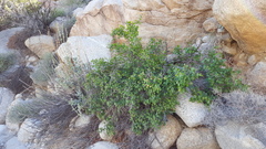 Rhus aromatica simplicifolia