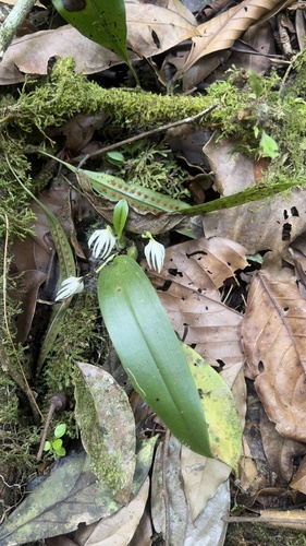 Maxillaria confusa image