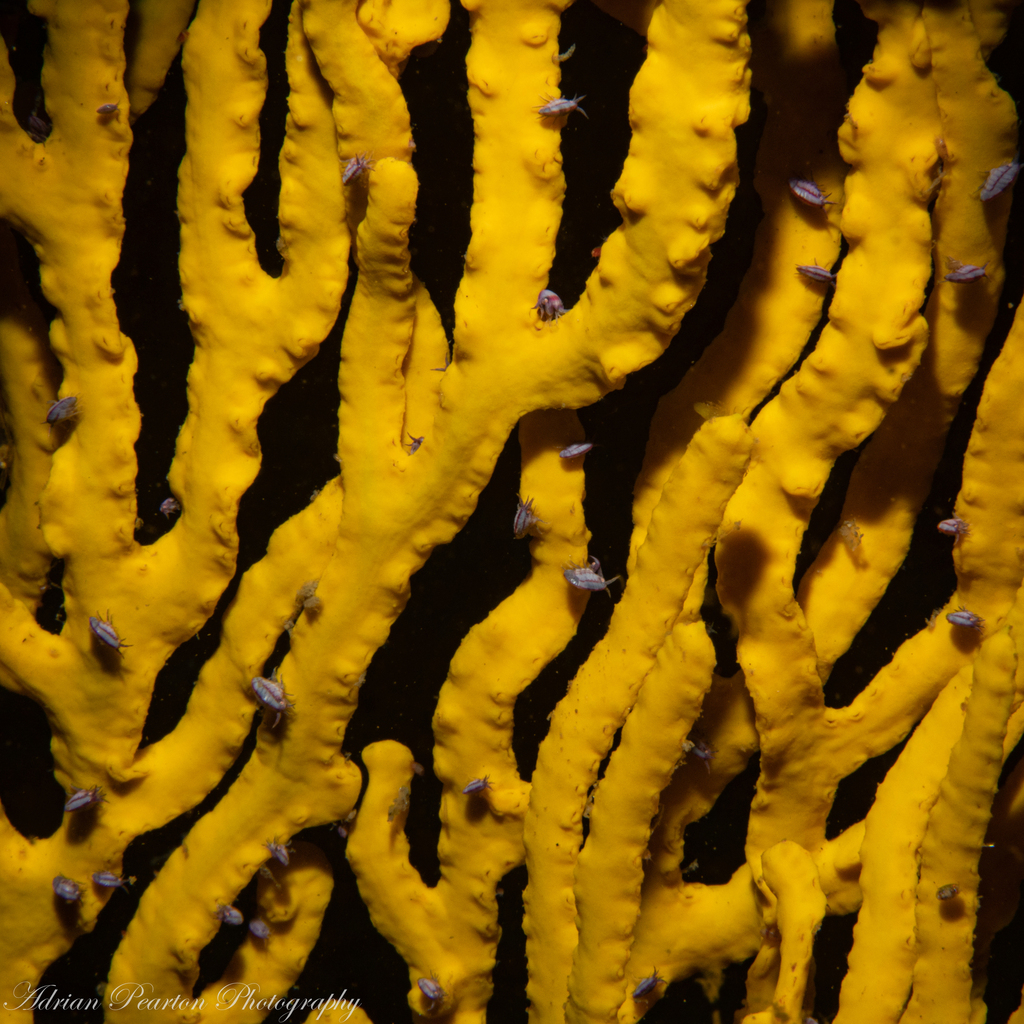 Leptogorgia bayeri