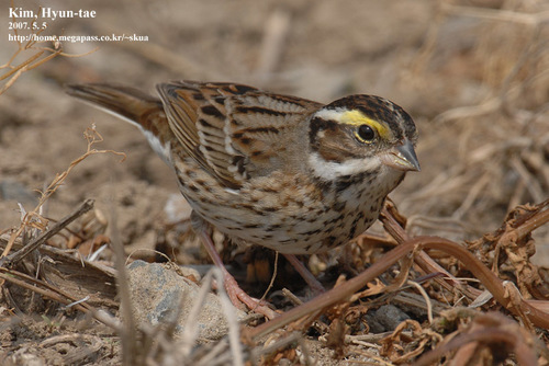 Yellow-browed Bunting
