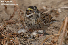 Emberiza chrysophrys
