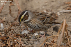Emberiza chrysophrys