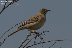 Anthus godlewskii