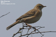 Anthus godlewskii
