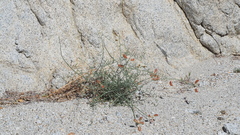 Astragalus pachypus pachypus