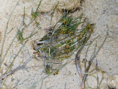 Bird's-nest Stonewort