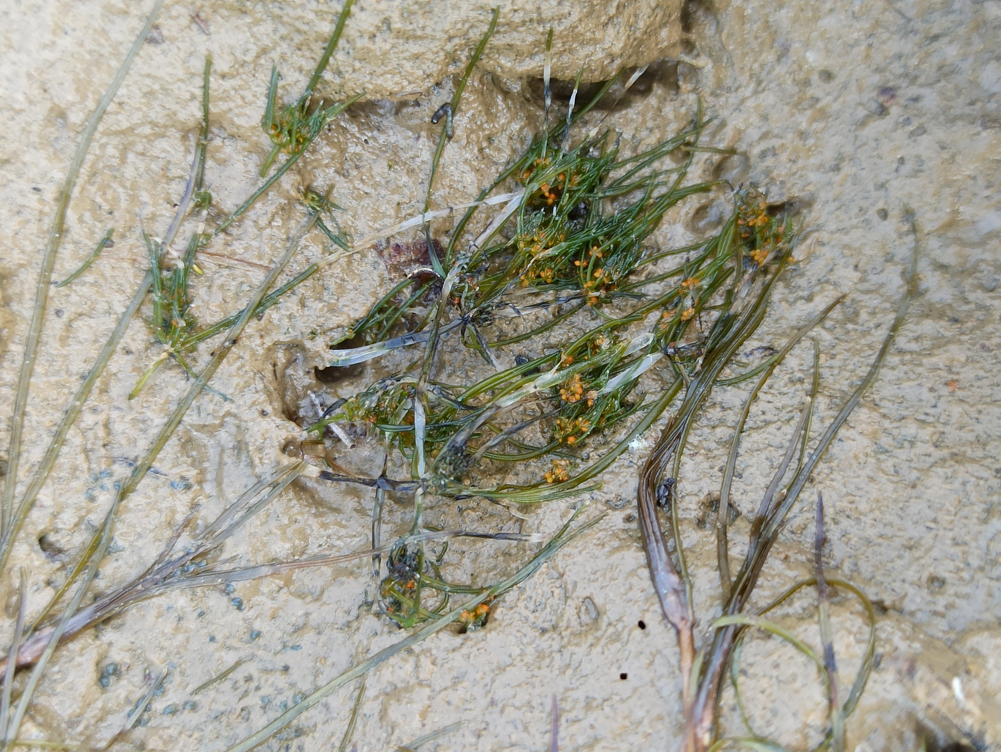 Tolypella nidifica