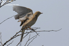 Anthus godlewskii
