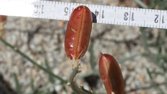 Astragalus pachypus pachypus