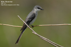 Pericrocotus divaricatus